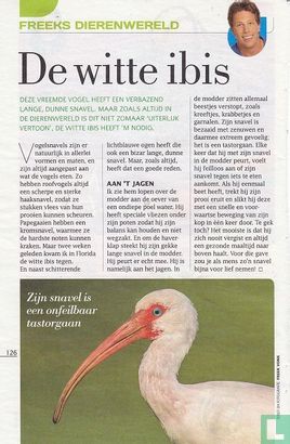 De witte ibis
