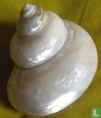 Turbo Marmoratus Pearlized shell ( Parelmoer)  - Afbeelding 1
