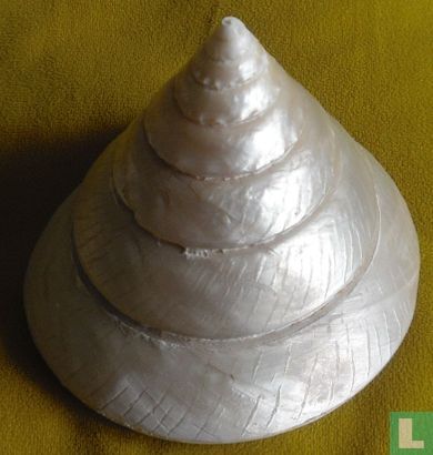 Trochus Pyramis - Tanco schelp ( Parelmoer)  - Image 1