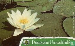 Deutsche Umwelthilfe: Teichrosen (Puzzle 2/2)  - Afbeelding 2