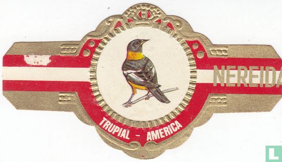 Trupial-America - Afbeelding 1