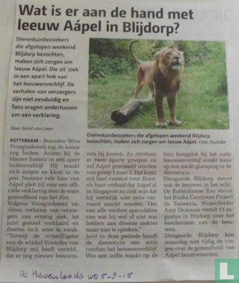 Wat is er aan de hand met leeuw Aápel in Blijdorp?