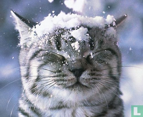 Kat in de sneeuw