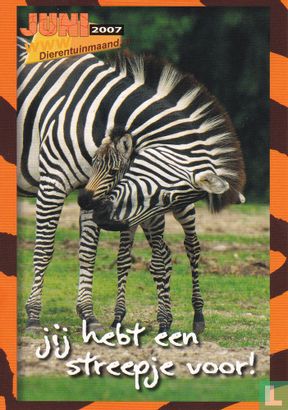 Dieren: Zebra met jong