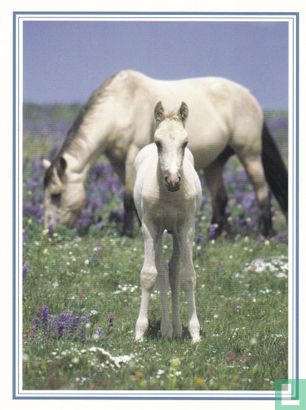 Paarden: Merrie met veulen (22NA1-H3)