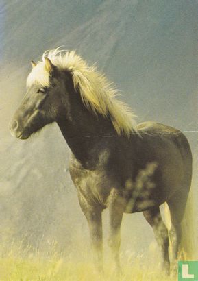 Paarden: IJsland Pony