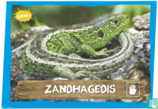 Zandhagedis - Afbeelding 1