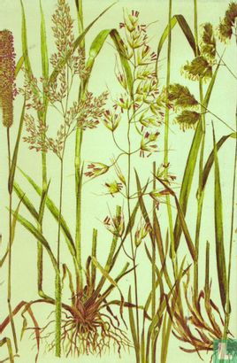 Grassen en schijngrassen in kleur - Afbeelding 2