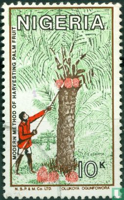 harvesting palm oil