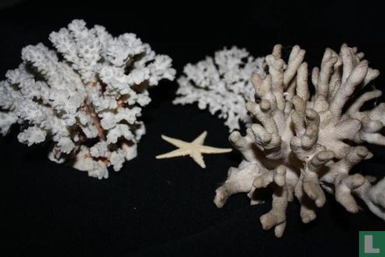 3 soorten koraal met zeester