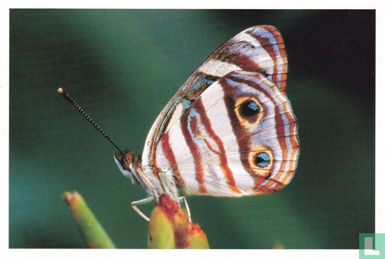 Vlinders: Zuid-Amerikaanse parelmoervlinder (b)