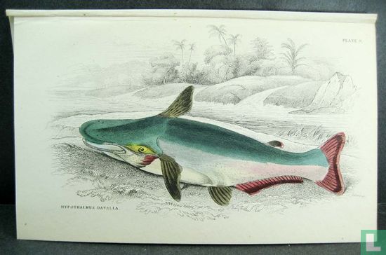 A FINE RARE 175 YEAR OLD HAND COLORED PRINT BY LIZARS OF LONDON MA54 - Afbeelding 2