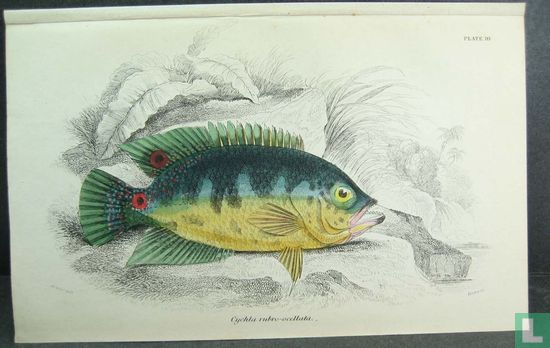 A FINE RARE 175 YEAR OLD HAND COLORED PRINT BY LIZARS OF LONDON MA48 - Image 2