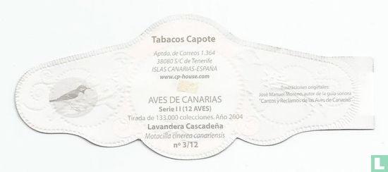 Lavandera Cascadeña - Image 2