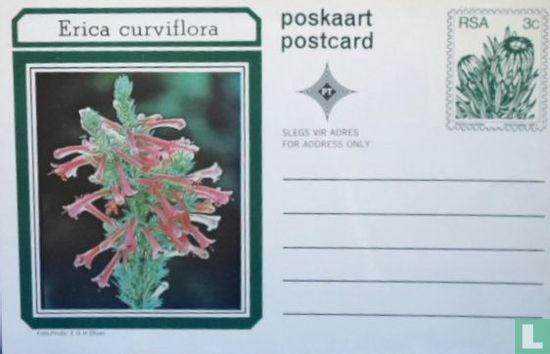 Protea  