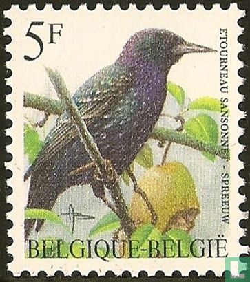 Common starling - Image 1