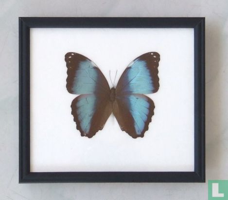 Morpho Deidamia vlinder in een zwarte houten lijst van 22,5 cm bij 20 cm.