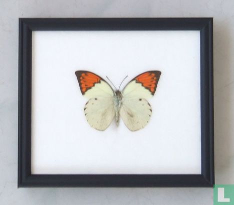 Great Orange Tip vlinder in een zwarte houten lijst van 20 cm bij 17 cm.