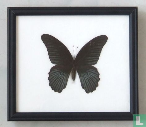 Great Mormon vlinder in een zwarte houten lijst van 20 cm bij 17 cm.