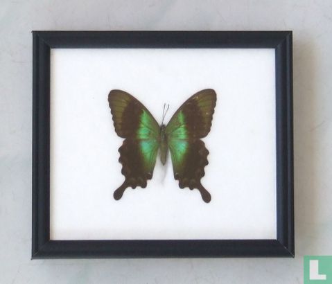 Peranthus Peacock vlinder in een zwarte houten lijst van 20 cm bij 17 cm.