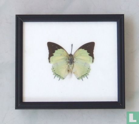 Great Nawab vlinder in een zwarte houten lijst van 20 cm bij 17 cm.