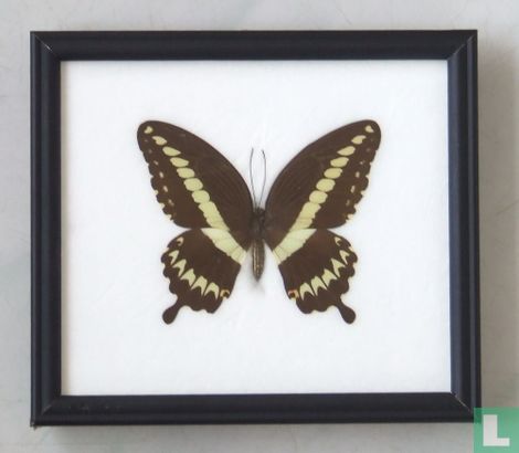 Papilio Gigon vlinder in een zwarte houten lijst van 20 cm bij 17 cm. 