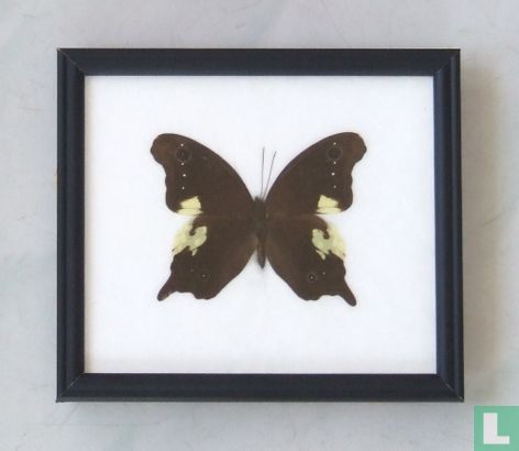 Neophyta Fruhst vlinder in een zwarte houten lijst van 20 cm bij 17 cm.
