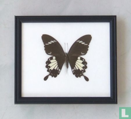 Black and White Helen vlinder in een zwarte houten lijst van 20 cm bij 17 cm.