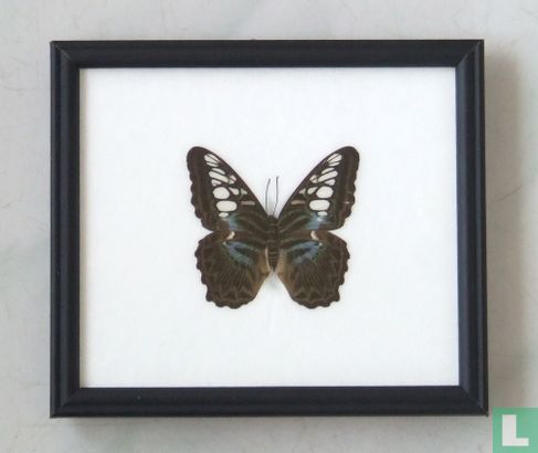 Clipper vlinder in een zwarte houten lijst van 20 cm bij 17 cm.