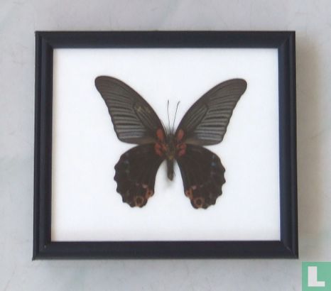 Great Mormon vlinder in een zwarte houten lijst van 20 cm bij 17 cm.
