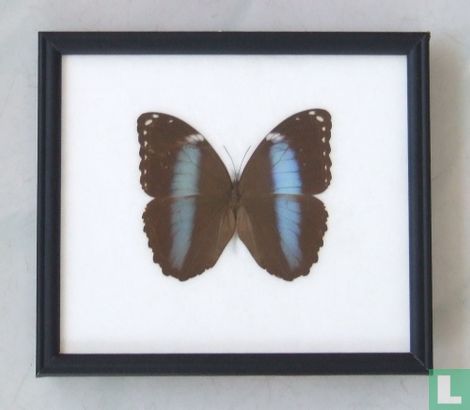 Achilles Blue Morpho vlinder in een zwarte houten lijst van 22,5 cm bij 20 cm.