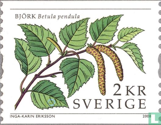 Birch, Betula pendula