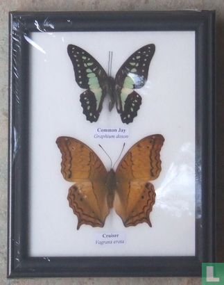 Twee vlinders in een zwarte houten lijst. 