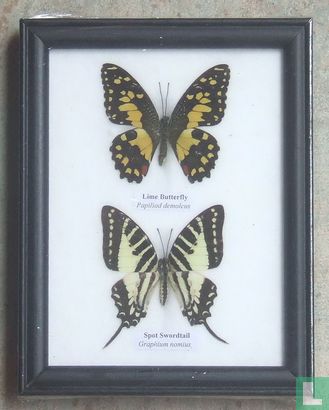 Twee vlinders in een zwarte houten lijst. 