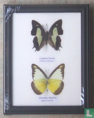 Twee vlinders in een zwarte houten lijst.