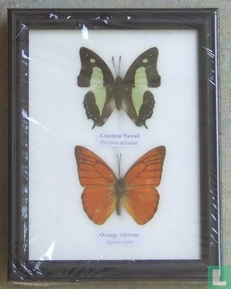 Twee vlinders in een zwarte houten lijst.  