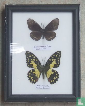 Twee vlinder in een zwarte houten lijst.