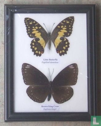 Twee vlinders in een zwarte houten lijst.  