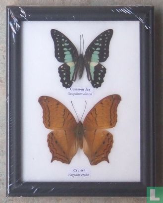 Twee vlinders in een zwarte houten lijst.