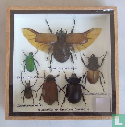 Een bonte verzameling insecten in een houten box