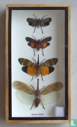 Vier gevleugelde insecten in een houten box. 