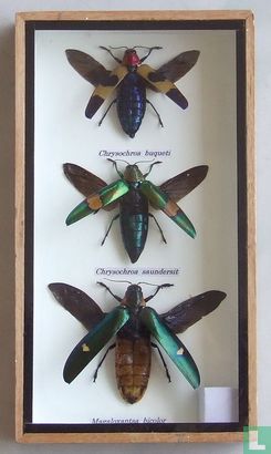 Drie gevleugelde insecten in een houten box.  