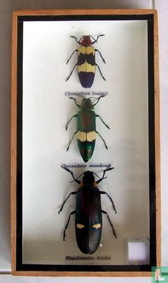 Drie gevleugelde insecten in een houten box.  