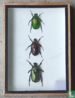 Drie gevleugelde insecten in een houten box.