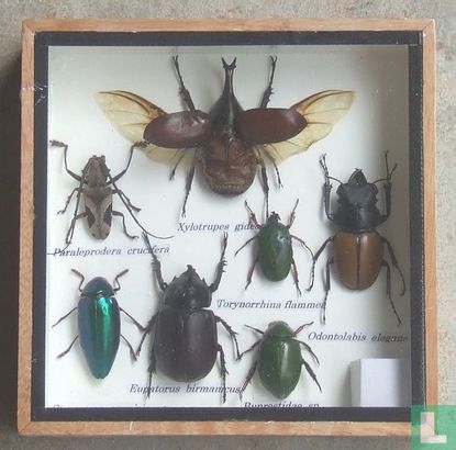 Een bonte verzameling insecten in een houten box. 