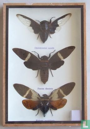 Drie gevleugelde insecten in een houten box. 