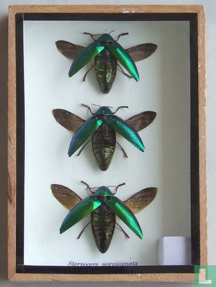 Drie gevleugelde insecten in een houten box.