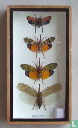 Vier gevleugelde insecten in een houten box. 