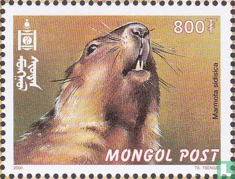 Marmot mongole