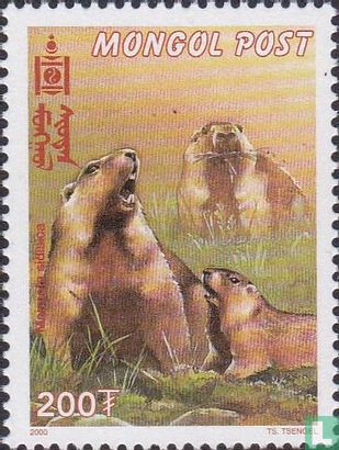 Mongolian Marmot